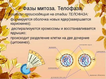 Какие процессы происходят в телофазе