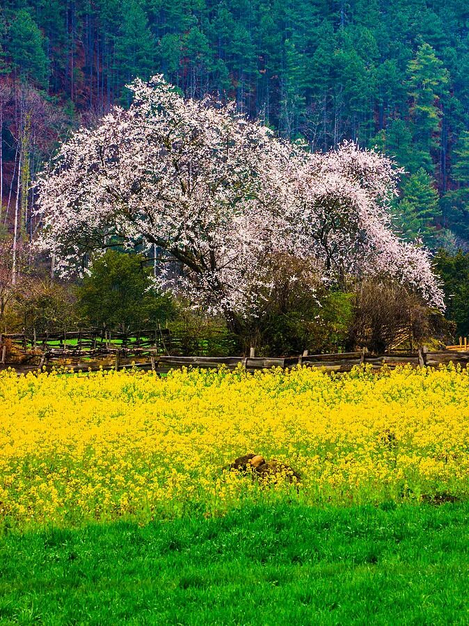 Весеннего майского утра. Весеннее утро в саду. Утро ранней весны. Весеннее утро. Найти весеннее утро.