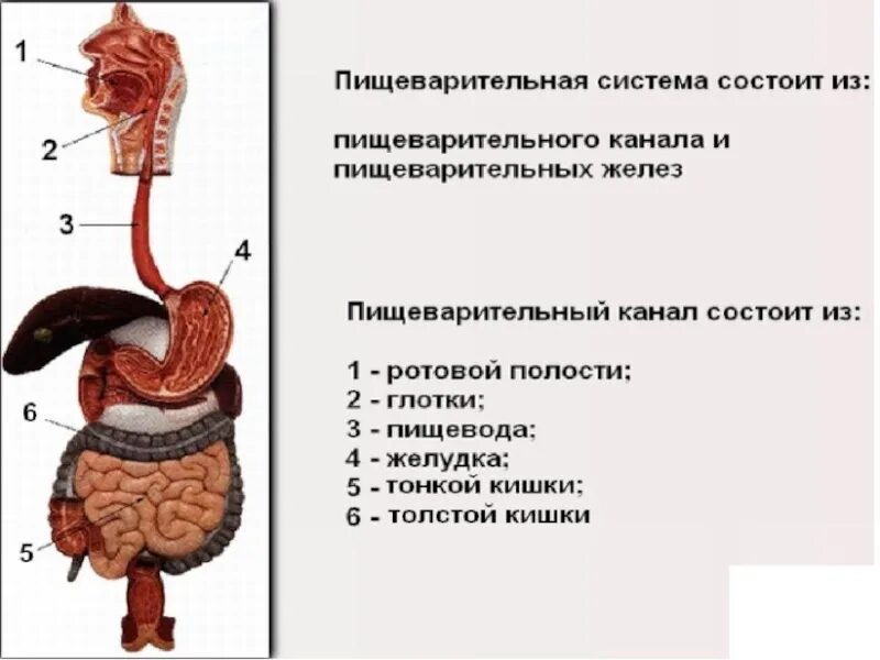 Пищевод желудок желчный пузырь. Система органов пищеварения пищеварительный канал. Схема работы системы пищеварения человека. Анатомическое строение пищеварительной системы человека. Пищеварительная система состоит из схема.