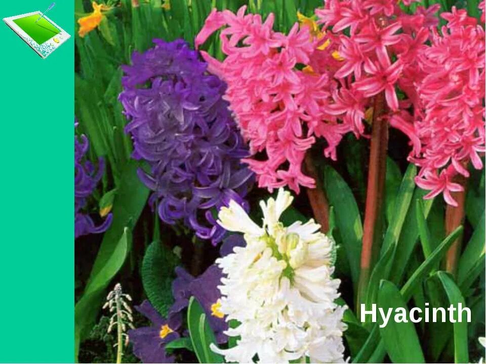 Цветы на букву г названия фото. Гиацинт (растение) клумбовые растения. Цветы похожие на гиацинты. Садовые цветы похожие на гиацинт. Похож на гиацинт.