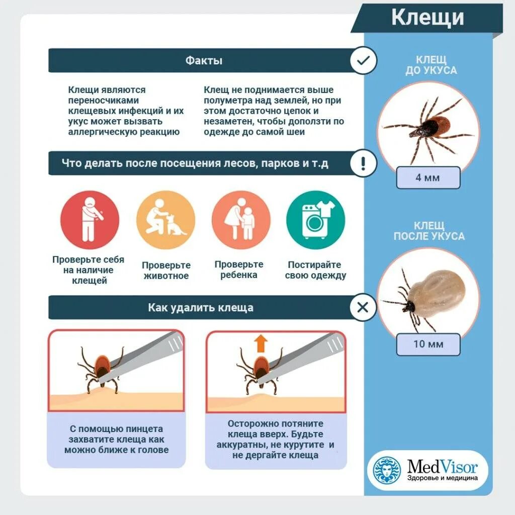 Какие таблетки пить при укусе клеща. Как убрать клеща памятка. Укус клеща первая помощь.