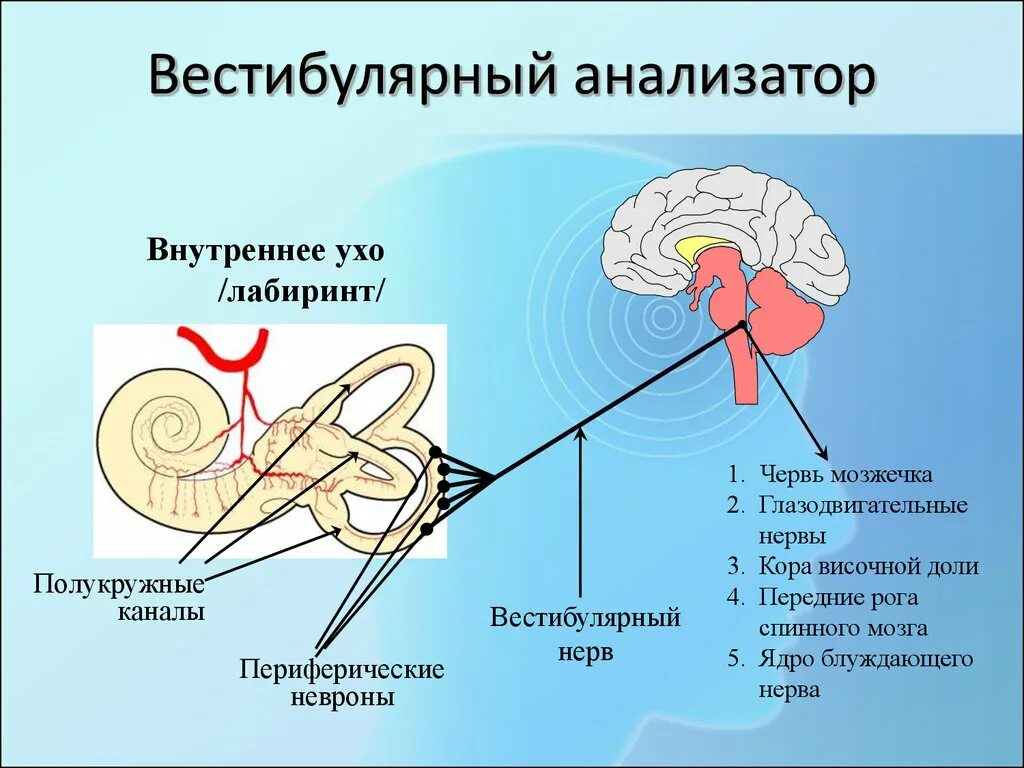 Чувствительность органа слуха. Строение анализатора вестибулярного аппарата схема. Строение вистибюрального анализатора. Схема отделов вестибулярного анализатора. Вестибулярный анализатор строение.