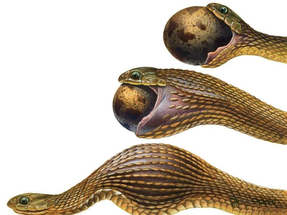 Змея съела яйцо
