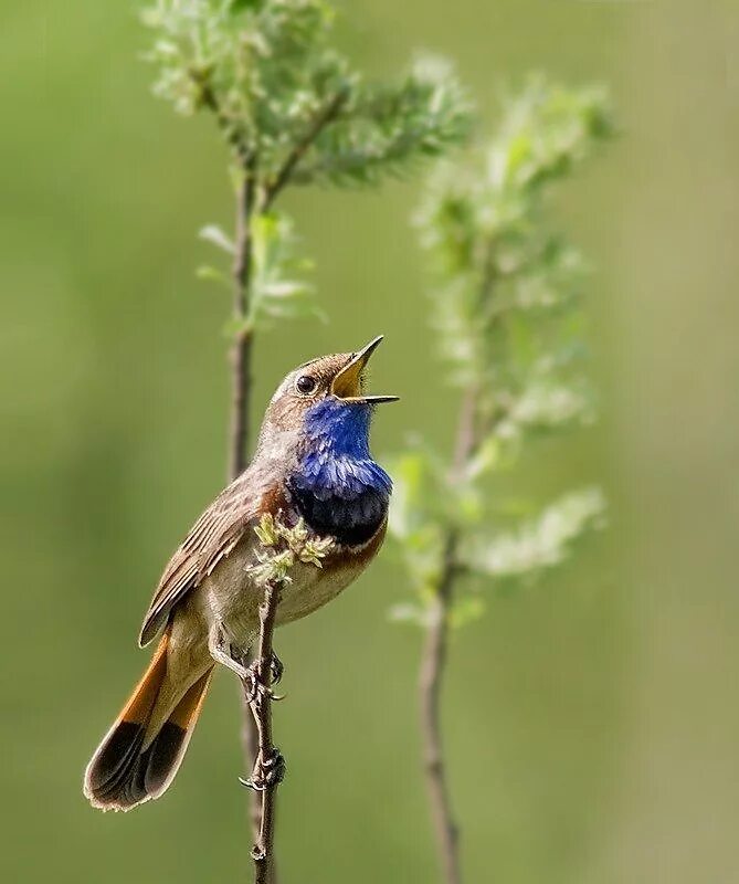 птицы поют. соловей весной. певчие птицы соловей. соловьев соловьиные трели. птицы которые поют.