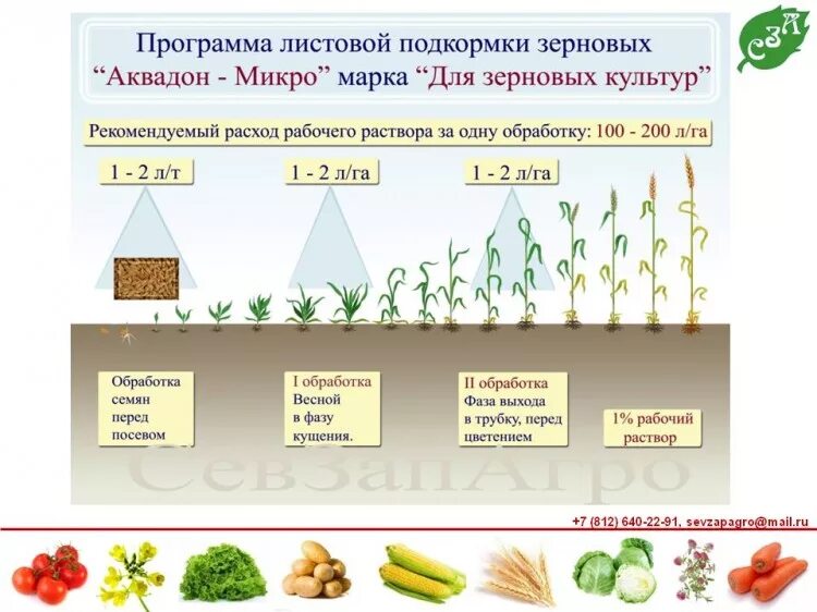 Подкормка карбамидом Яровой пшеницы. Подкормка зерновых культур карбамидом норма. Подкормка карбамидом Яровой пшеницы листовая. Норма внесения карбамида для подкормки озимой пшеницы.