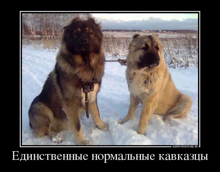 Кавказские подростки. Братья кавказцы красивые. Кавказцы с авто. Юноша в папахе. Друзья кавказцы.