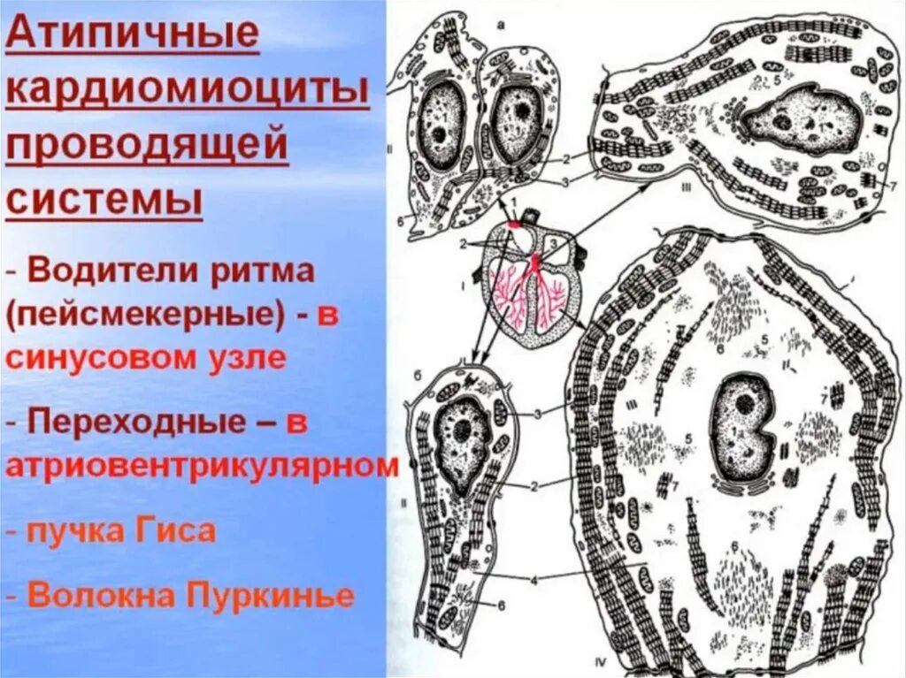 Тип клеток сердца. Проводящая система сердца это атипичные кардиомиоциты. кардиомиоциты строение гистология. атипичные кардиомиоциты схема. переходные кардиомиоциты.