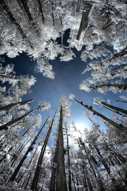 Mount Zao snow monsters - yamagata Best ski resorts, Skiing in japan, Snow monst