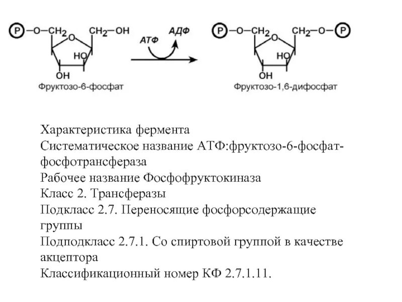 Глюкозо 6 фосфат в фруктозо 6 фосфат класс фермента. Фосфофруктокиназа 1 класс фермента. Фруктоза АТФ фруктозо-6-фосфат фермент. Фруктозо 6 фосфат это фермент.