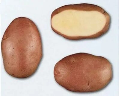 Сорт картофеля родриго характеристика отзывы фото описание