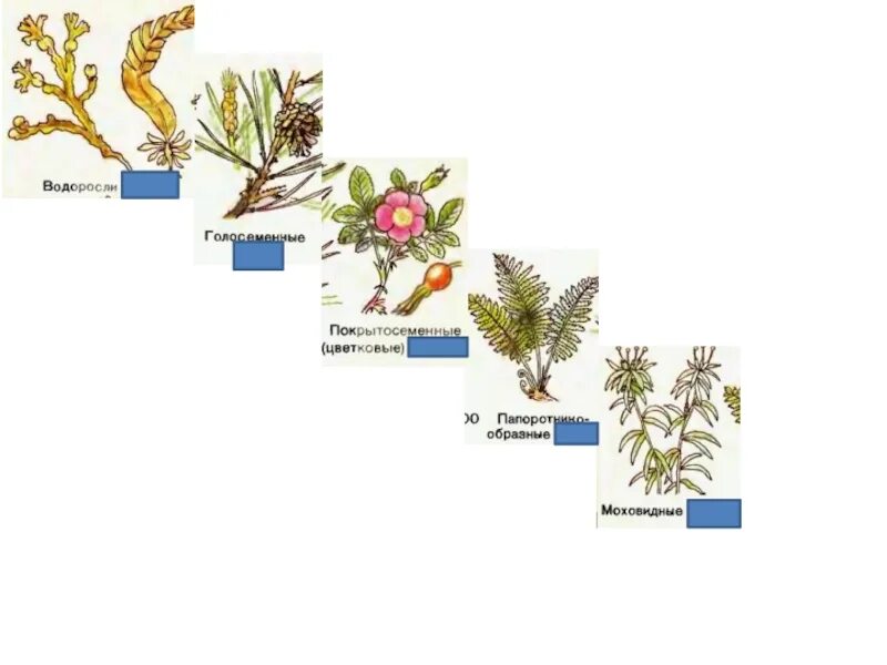 Голосеменные и Покрытосеменные. Цветковые и Голосеменные растения. Споровые Голосеменные Покрытосеменные. Голосеменные и Покрытосеменные растения примеры.