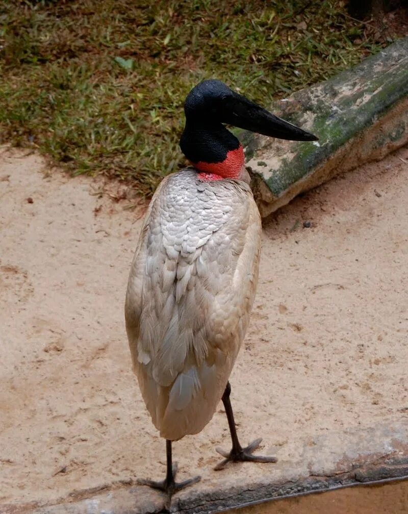 Аистообразная птица из бразилии. Ябиру. Птицы Бразилии фото.