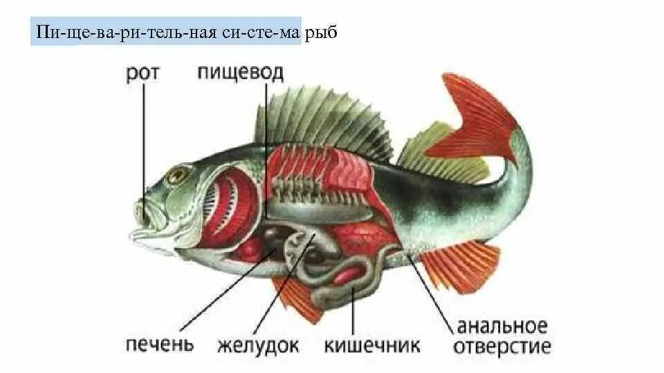 Пищеварительная система класса рыб. Органы пищеварительной системы рыбы. Внутреннее строение рыбы пищеварительная система. Пищеварительная система костных рыб. Система пищеварения костных рыб.