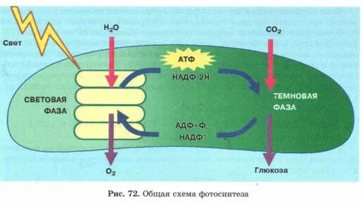 биология 10 класс темновая световая фаза. как образуется атф в растениях. темновая фаза исходные вещества. темновая фаза фотосинтеза процессы. акцептор это в биологии.