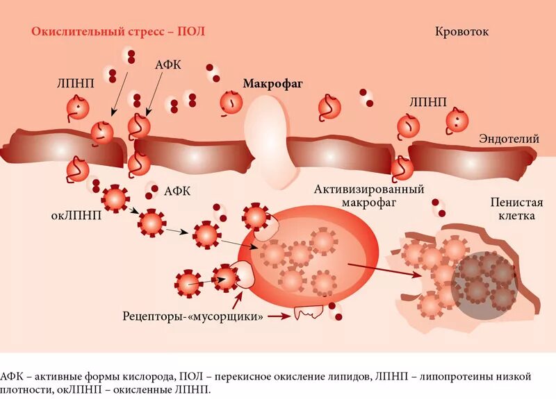 Окислительный процесс в мышцах. Окислительный оксидативный стресс что это такое?. оксидативный стресс клетки. окислительные процессы в организме. механизмы окислительного стресса.