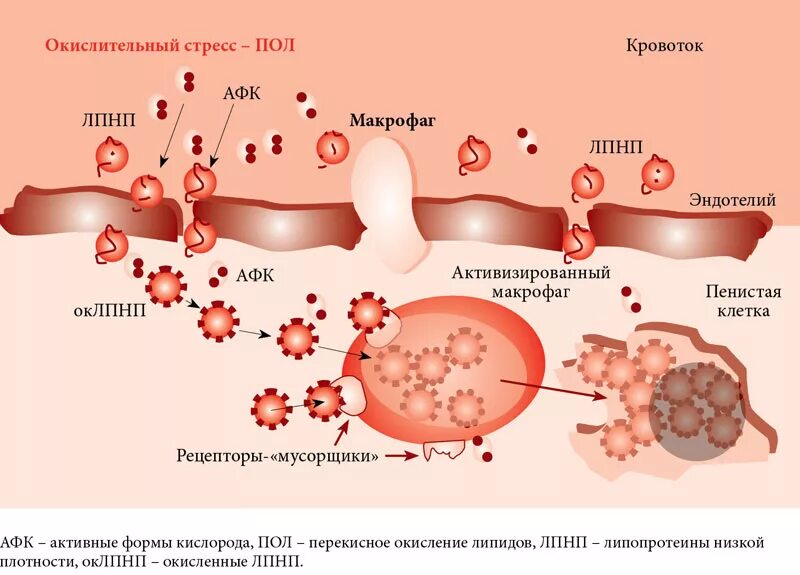 Окислительный стресс организма