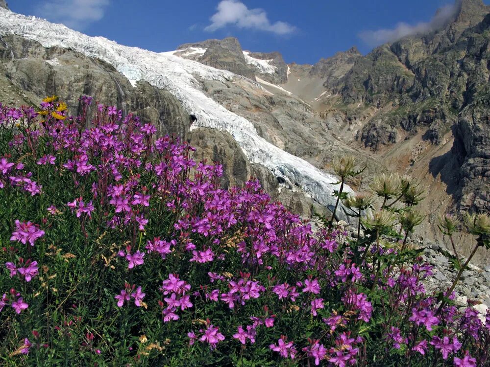 Рододендрон эльбрус. Цветущие альпийские луга алтая. Альпийские луга тянь шаня. Анды эндемики флора. Таганай альпийские луга.