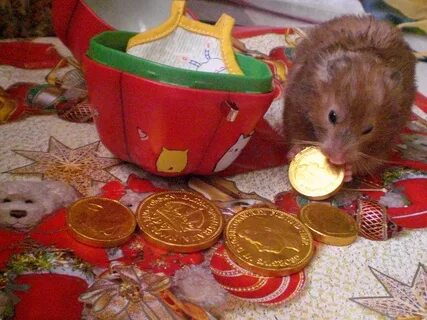 Почему не приходят монеты хомяка