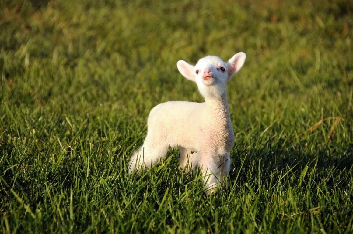 Ягненок барашек. Баран маленький. Ягненок. Милые бараны. Маленькие ягнята.