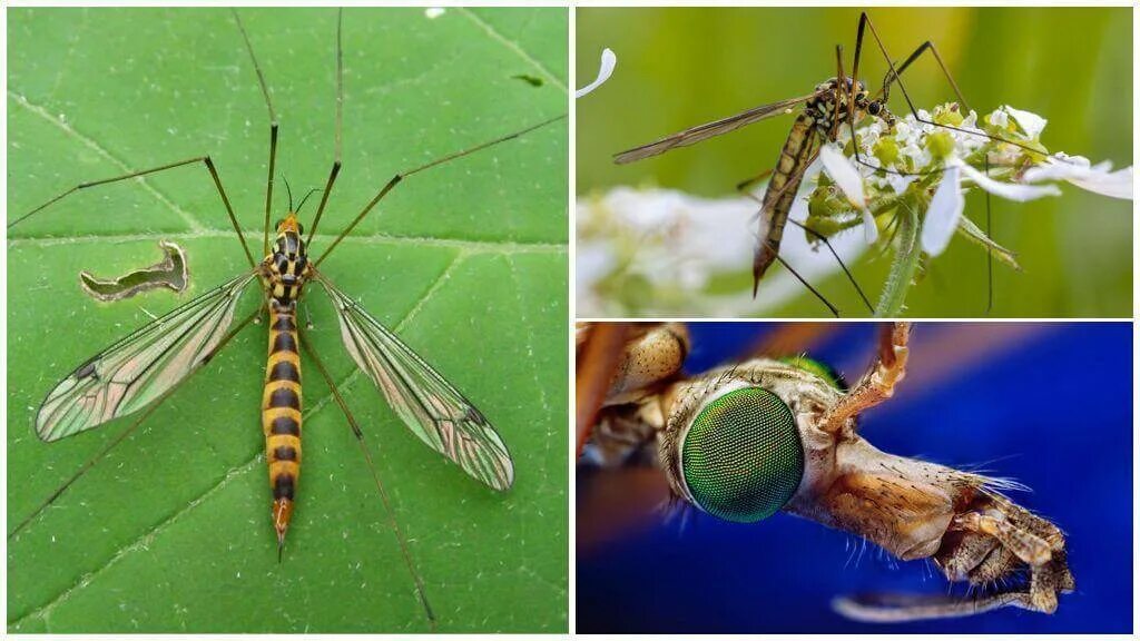 Комар большой как называется с длинными. Комар долгоножка опасен. Малярийный комар большой комар. Муха долгоножка. Комар долгоножка полосатый.