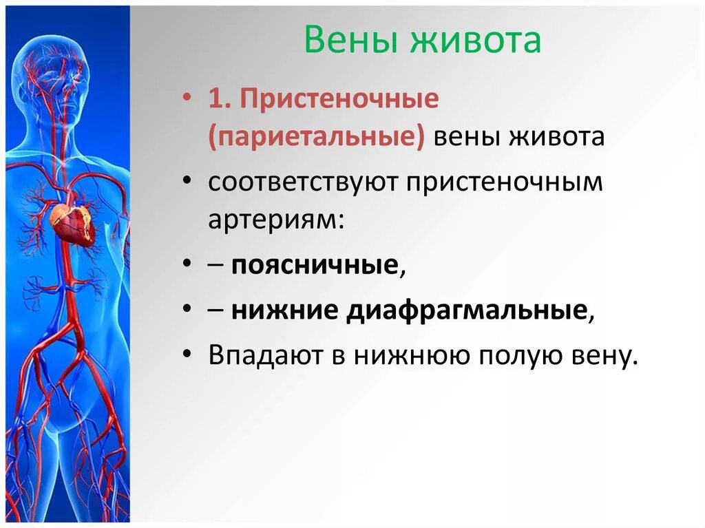 Чем является вена