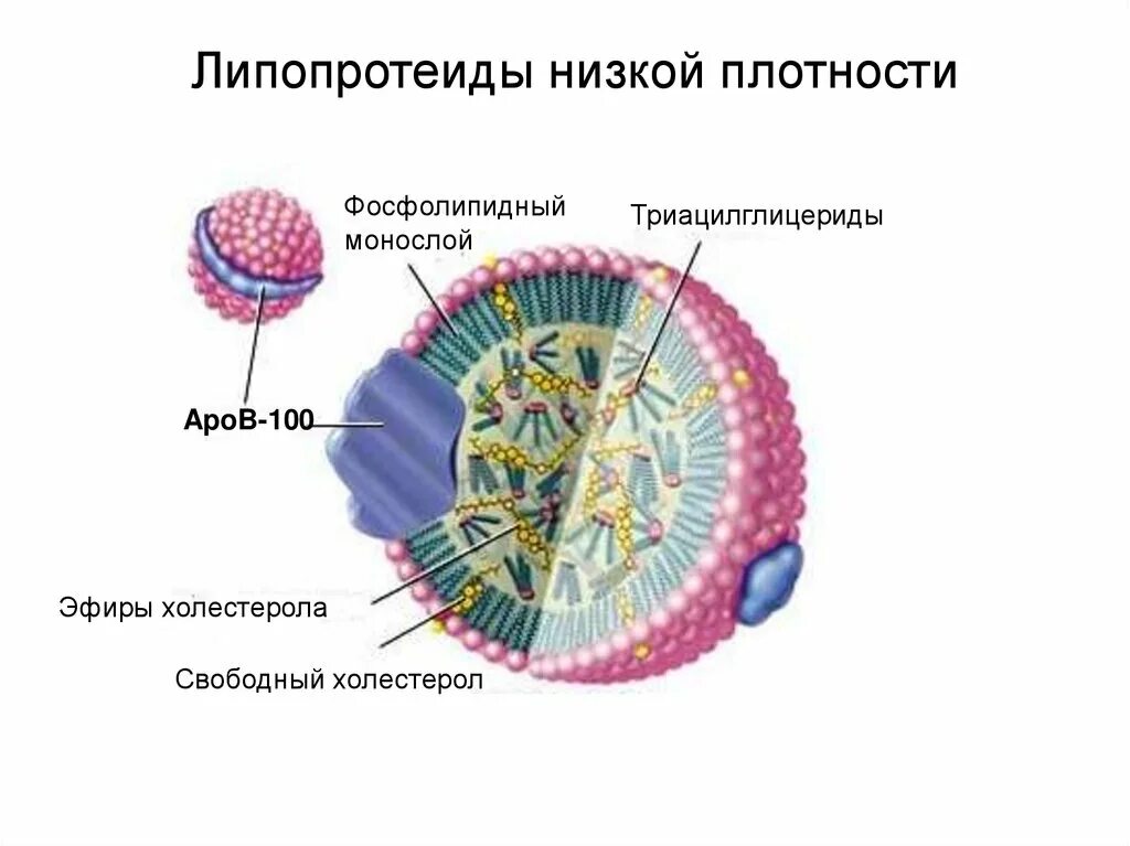 Липопротеид повышен у мужчин. Липопротеиды строение. Липопротеиды низкой плотности. Строение ЛПОНП. Липопротеиды клеточных мембран.