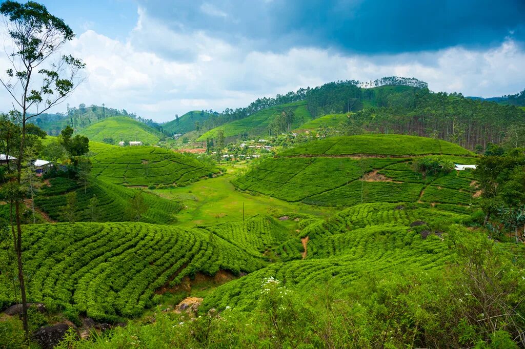 Остров Цейлон чайная плантация.. Шри Ланка чайные плантации. Остров Цейлон Шри Ланка. Шри Ланка чайная плантация чайная фабрика. Шри ланка какая азия