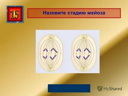 Назовите стадию