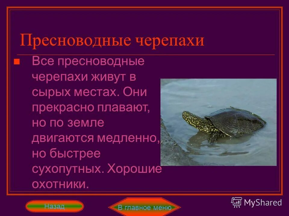 Внешнее строение отряда черепахи. Пресноводные черепахи представители. кожистая черепаха внешнее строение. ареал обитания кожистой черепахи.