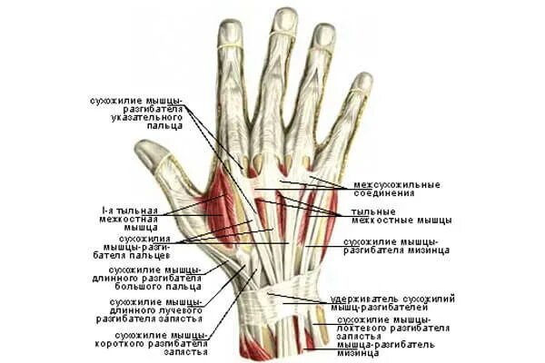 Болит сустав у основания большого пальца руки. Строение мышц и сухожилий ладоней. Мышцы кисти мышцы большого пальца и мизинца. Мышцы кисти, пальцев рук анатомия. Сухожилия разгибателей кисти.