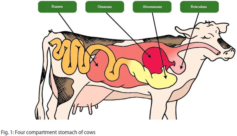 Гипотония преджелудков. Пищеварительный тракт коровы. Пищеварительная система коровы. Строение пищеварительной системы жвачных животных. Исследование пищеварительной системы у КРМ.