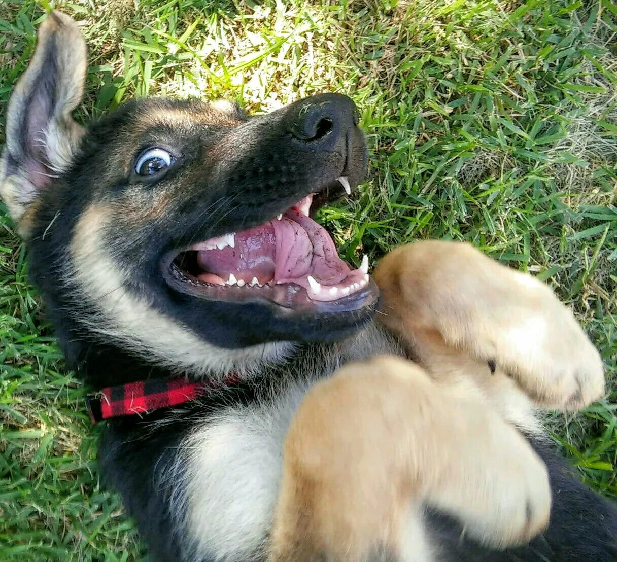 Немецкая овчарка макс. Забавный немецкий. Немецкая овчарка веселая. Смешные щенки немецкой овчарки. Смешные немецкие овчарки.