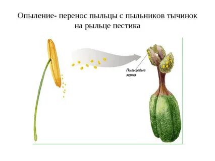 Пыльца развивается на тычинках голосеменные или покрытосеменные