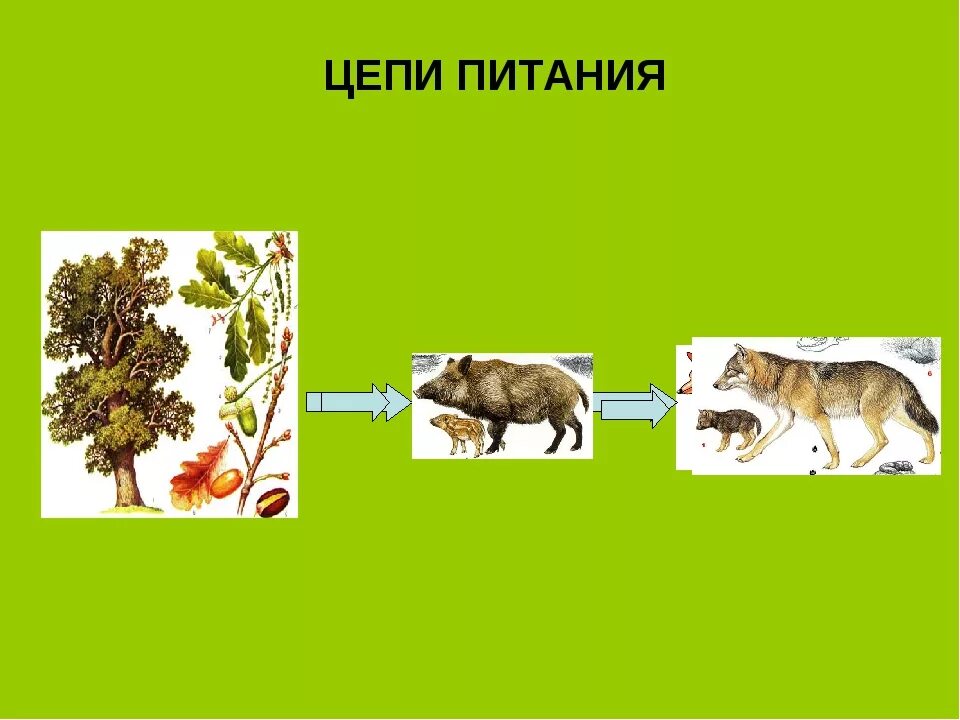 Цепи питания животных 3 класс окружающий мир. Цепь питания 3 кл окруж мир. окруж мир 3 а класс цепь питание. цепи питания 3 класс окружающий мир. пищевая цепочка 3 класс.