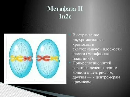 Двухроматидные хромосомы во время мейоза