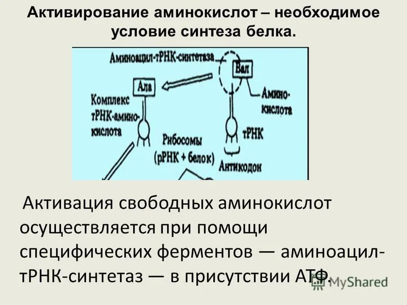 Матрицей в синтезе белка является