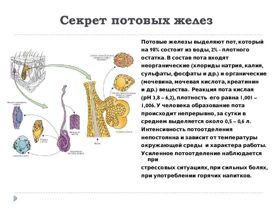 Потовые железы функции. Потовые железы функции у человека. Функции потовых и сальных желез. Потовые железы характеристика.