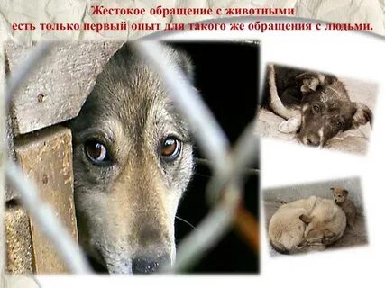 Обращаться с животными