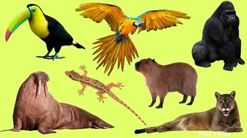 Звуки диких