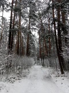 По первому снегу в лесу
