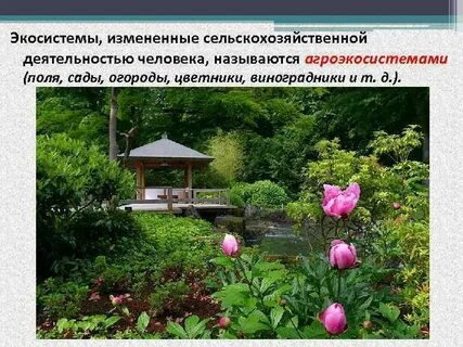 Сельскохозяйственные экосистемы