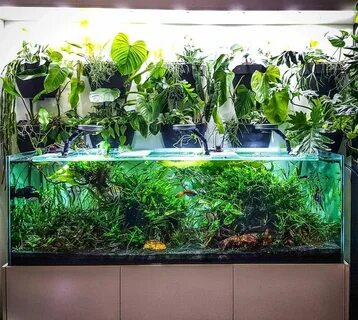 В аквариуме в форме дательного