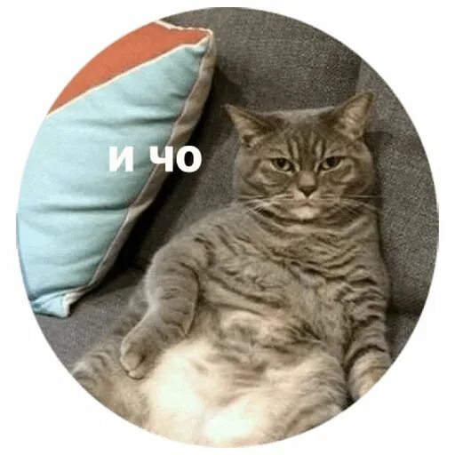 Новые смешные наклейки мем кошки WAStickerApps скачать на Android бесплатно