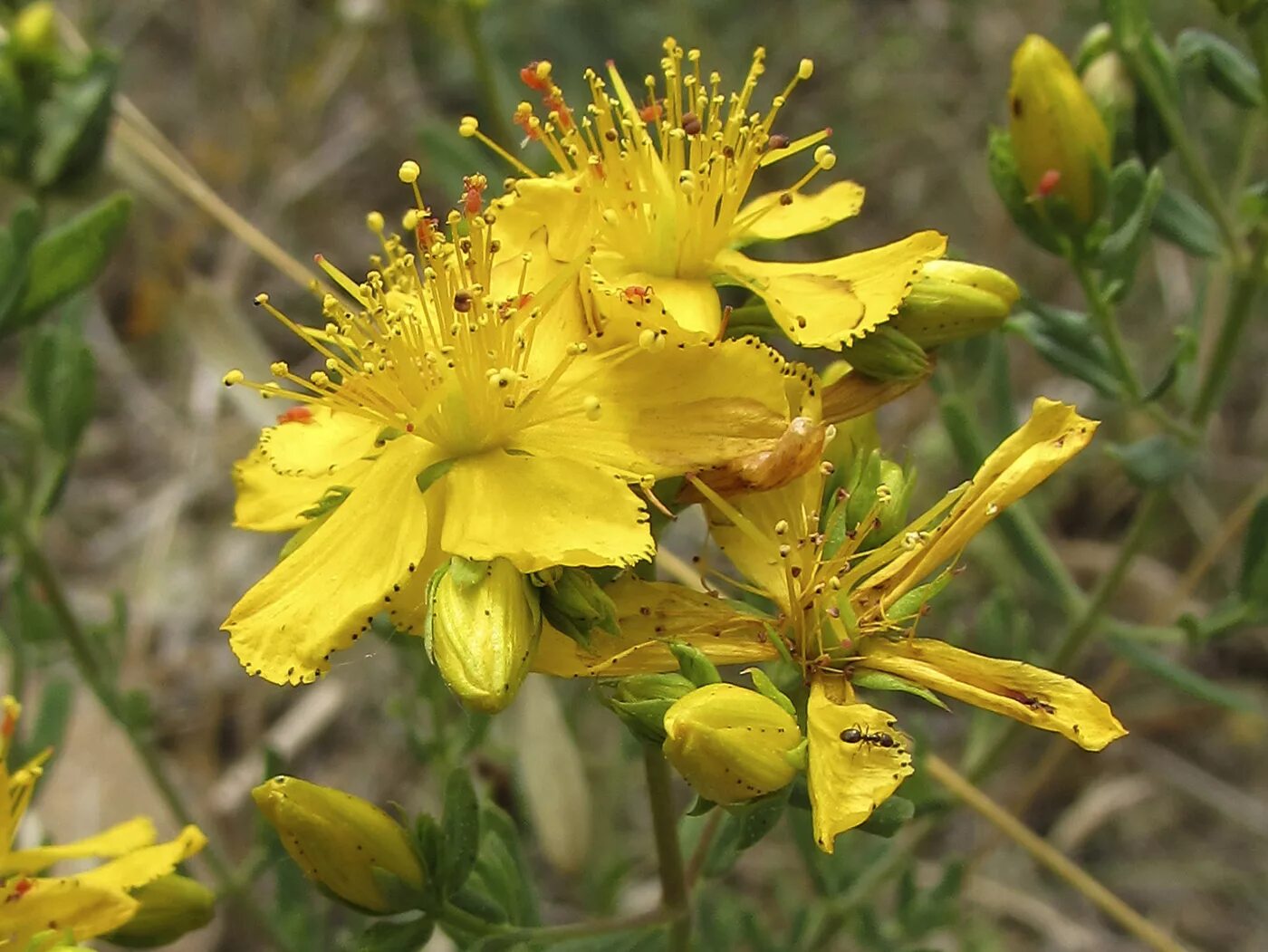 Зверобой (Hypéricum perforátum). Зверобой (Hypericum perforatum). Зверобой обыкновенный (Hypericum perforatum l.). Зверобой продырявленный (Hypericum perforatum).