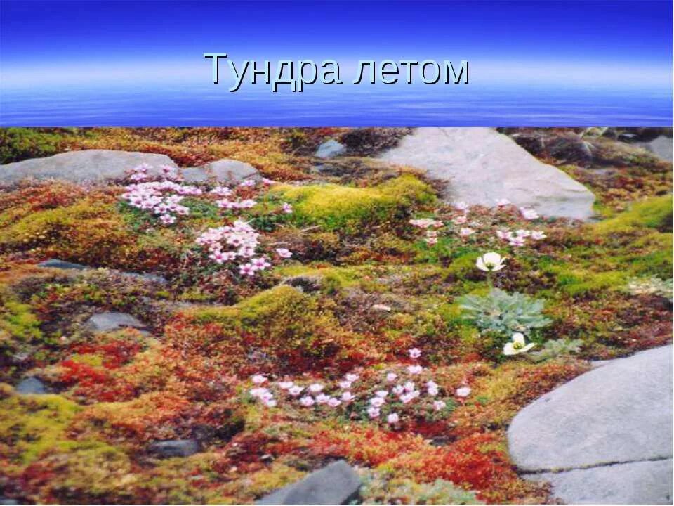 Тундра летом. Лето в тундре. Тундра для дошкольников. Изображение тундры. Параграф тундра