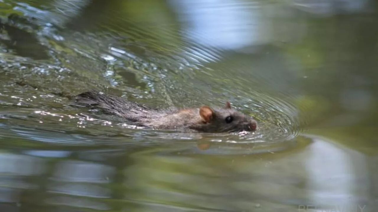 Мышь в воде. Водяная полёвка. Крыса плавает. Мышь плавает.