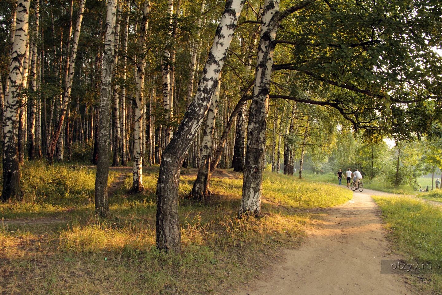Тимирязевский парк дорожки. Тимирязевский парк москва. Лиственничная аллея тимирязевский парк. Тимирязевский лесопарк. Тимирязево парк.