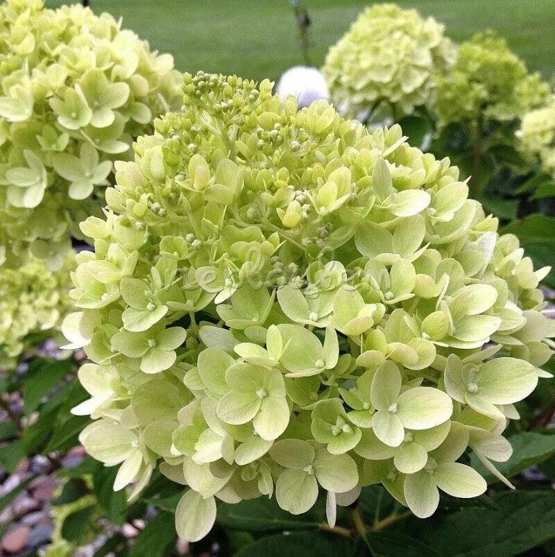 Hydrangea paniculata little. Hydrangea paniculata little