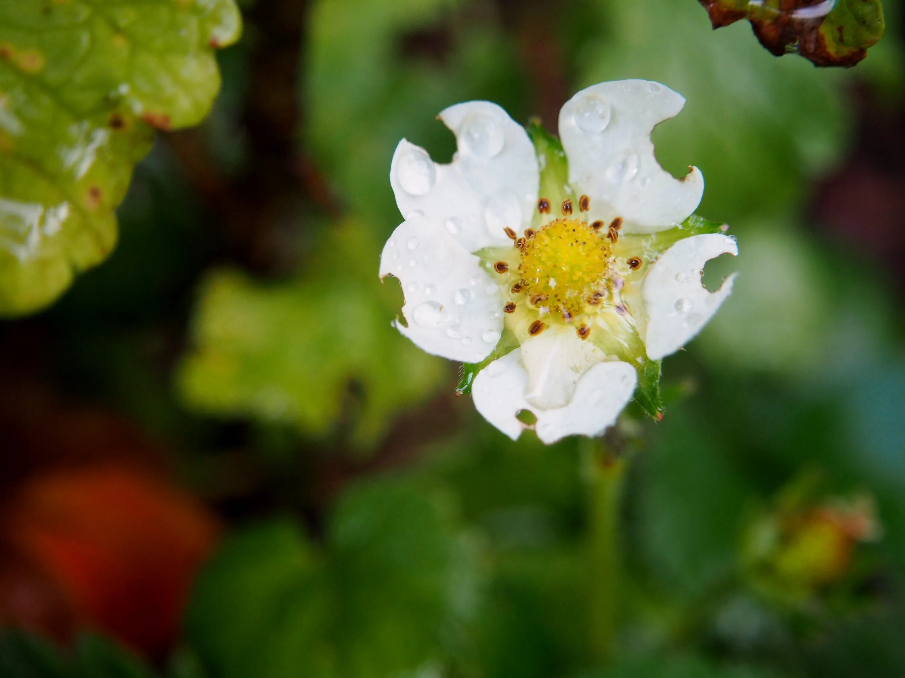 Strawberry flowers