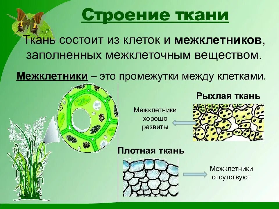 Что состоит из 1 клетки. Строение межклетники ткани. Строение и функции межклетники ткани. Строение растительных тканей 6 класс биология. Строение ткани растений 6 класс по биологии.